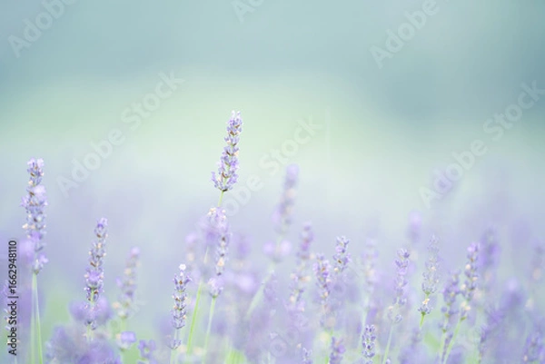 Obraz ラベンダー