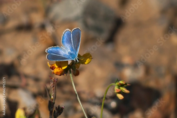 Obraz Adonis blue / Lysandra bellargus / buttrerfly