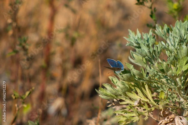 Obraz Adonis blue / Lysandra bellargus / buttrerfly