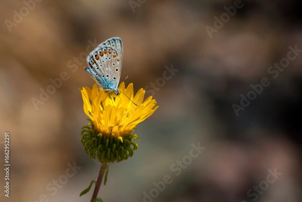 Obraz Adonis blue / Lysandra bellargus / buttrerfly