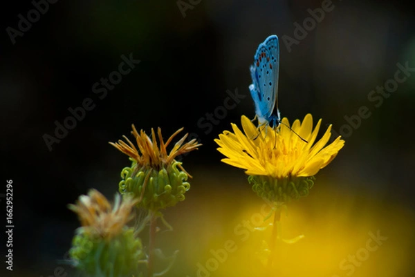 Obraz Adonis blue / Lysandra bellargus / buttrerfly