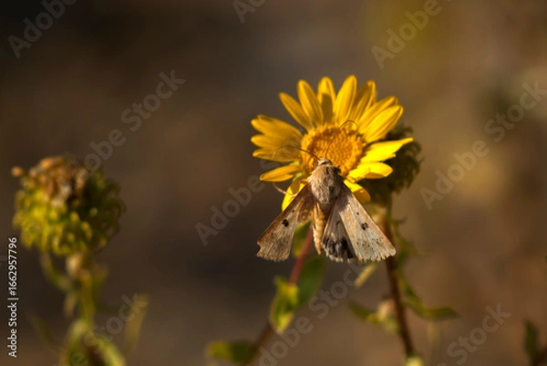 Obraz Helicoverpa armigera / butterfly