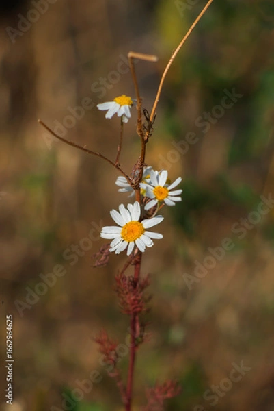 Obraz Cladanthus mixtus / plant / chamomile