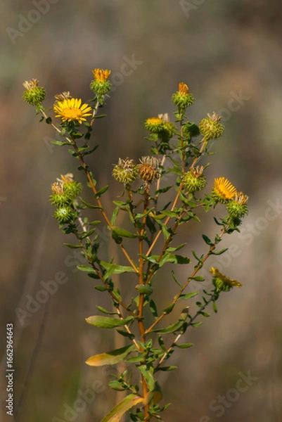 Obraz Grindelia squarrosa / yellow flowers in the garden