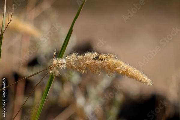 Obraz Grass / spikelet / plant