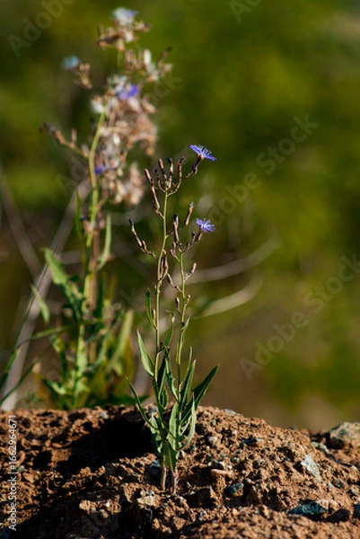 Obraz Cichorium / purple flowers in the forest