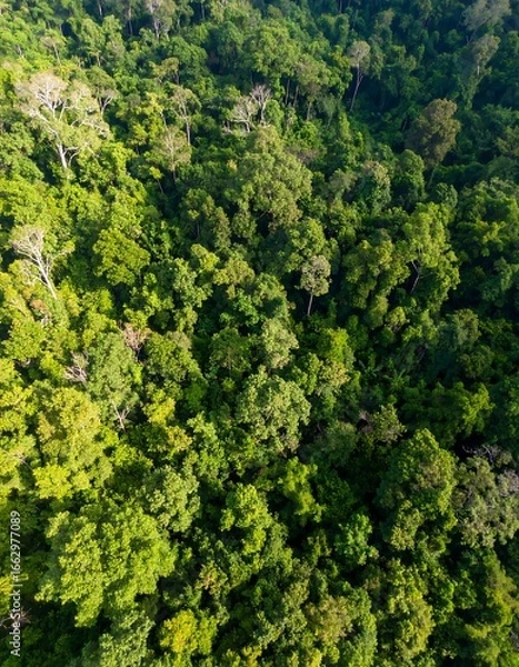 Fototapeta Dense tropical forest canopy