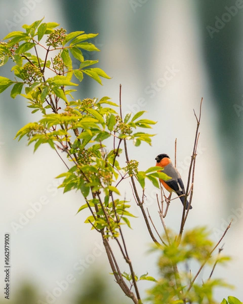 Fototapeta color bird on a branch