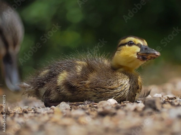 Fototapeta Duckling