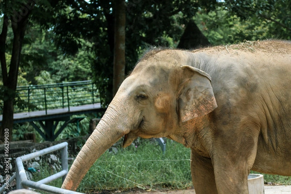 Fototapeta Elephant portrait. Elephant