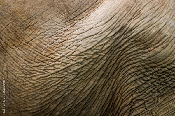 Fototapeta Elephant portrait. Elephant