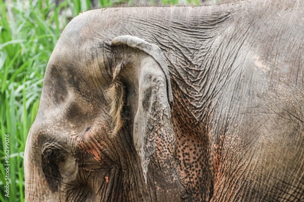 Fototapeta Elephant portrait. Elephant