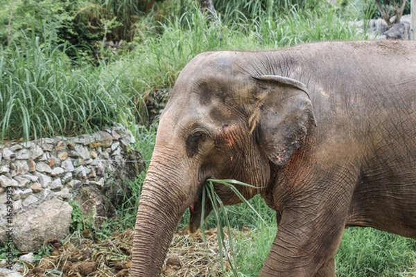 Fototapeta Elephant portrait. Elephant