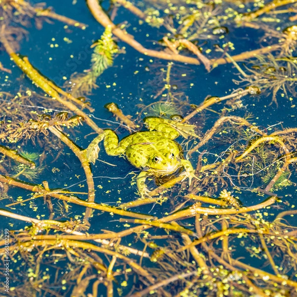 Fototapeta Grenouille