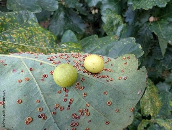 Obraz Various galls on an oak leaf