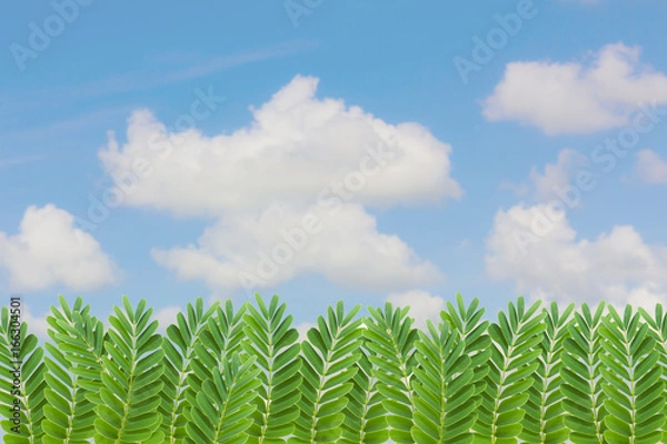 Fototapeta tamarind leaves on blur cloudy sky background