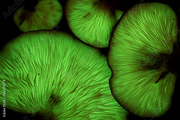 Obraz 発光するキノコ ツキヨタケ