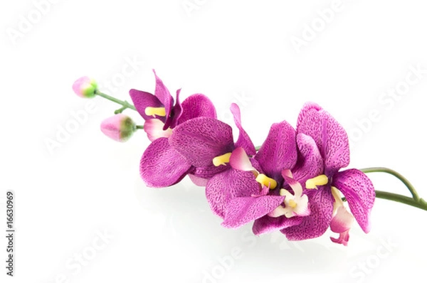 Obraz Pink orchid
