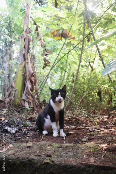 Obraz cat on the tree