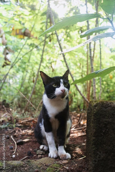 Obraz cat in the garden