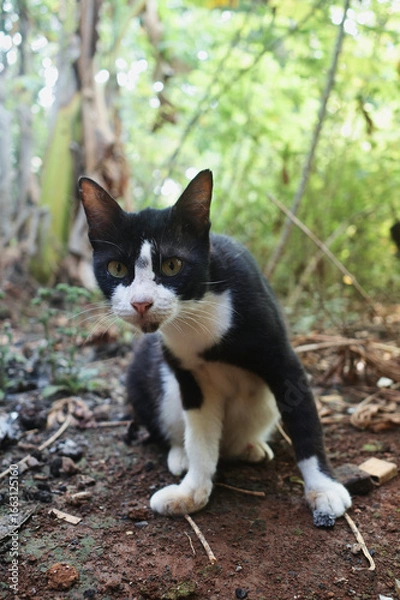 Obraz cat in the garden