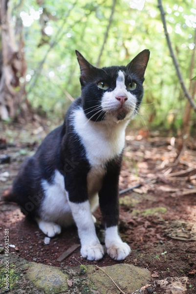 Obraz black and white cat