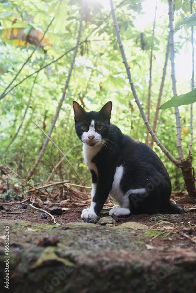 Obraz cat in the garden