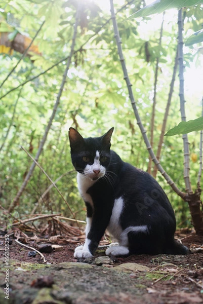 Obraz cat in the garden