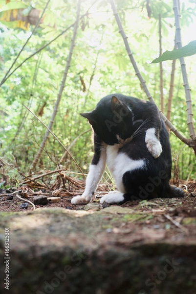 Obraz black crowned crane