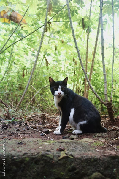 Obraz cat in the garden