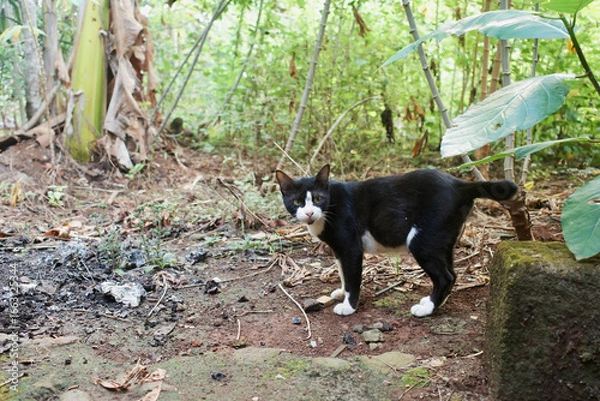 Obraz dog in the woods