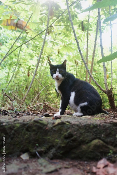 Obraz black cat on the grass