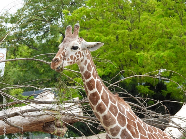 Obraz portret żyrafy