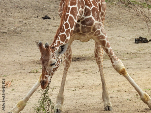 Obraz Żyrafa wysoki ssak z Afryki występujący na sawannach