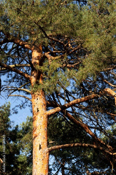 Obraz Close-up view of a beautiful pine tree with rich green needles, symbolizing nature and freshness.