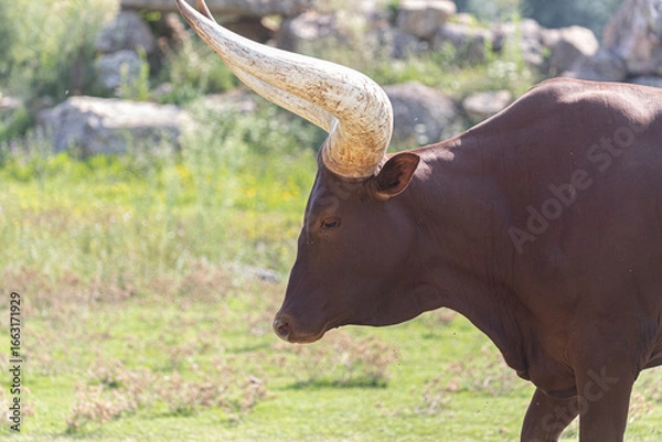 Fototapeta The famous long-horned Watusi bull, a symbol of strength and endurance. A perfect wildlife shot capturing the animal's calm and powerful demeanor.