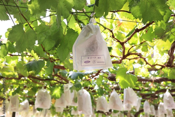 Obraz 葡萄園ぶどう園ぶどう狩り