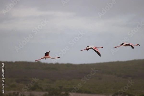 Fototapeta flamingos in flight