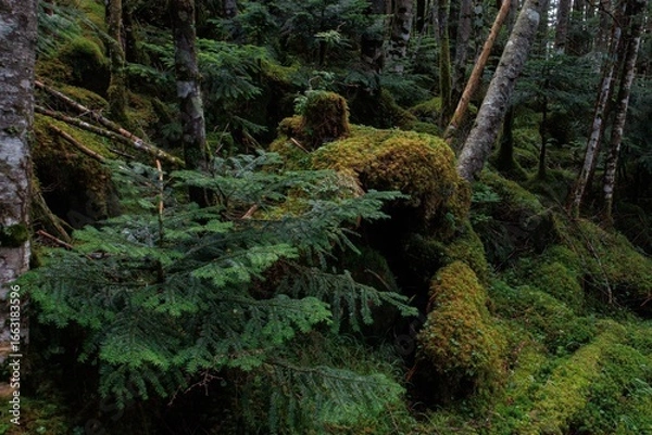 Obraz 苔の森と白樺