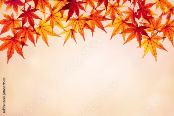 Fototapeta 紅葉したモミジの葉　秋のイメージ