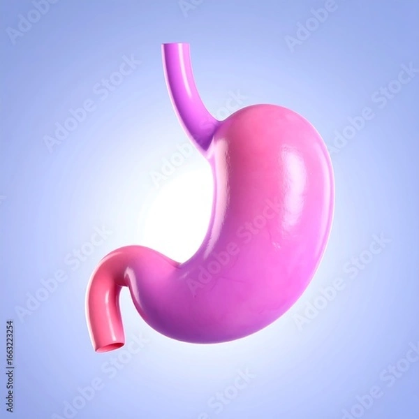 Obraz 3D model of a human stomach