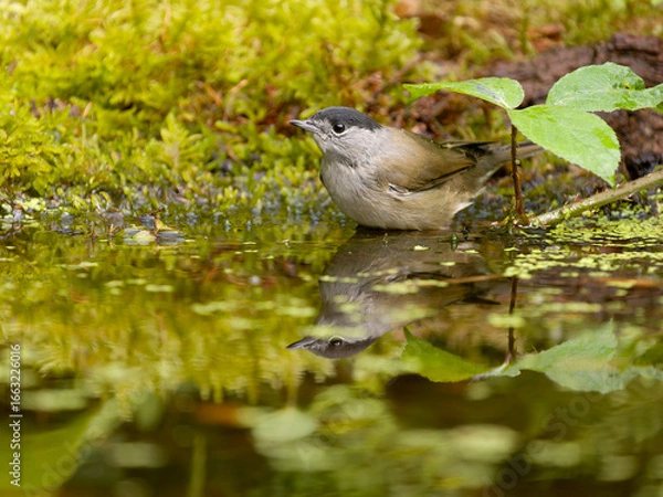 Obraz Blackcap, Sylvia atricapilla