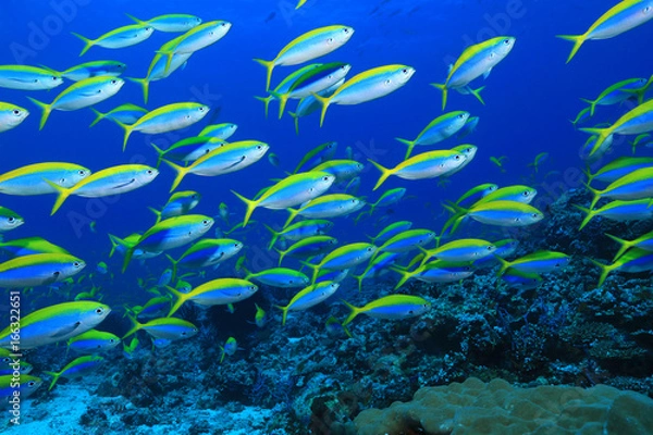 Obraz Yellowback fusilier fish