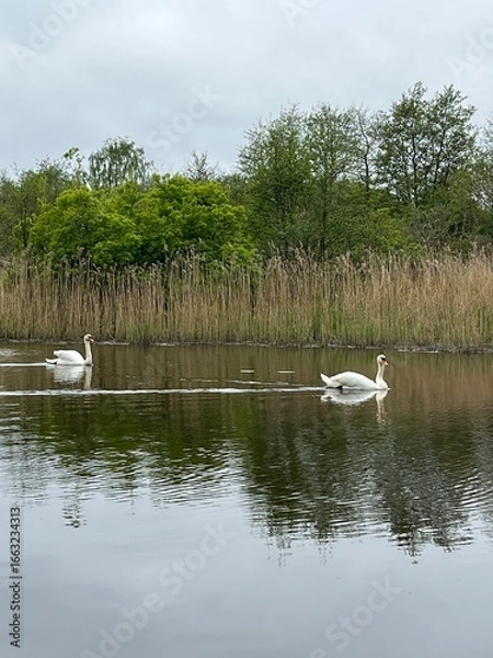 Fototapeta swans on the lake