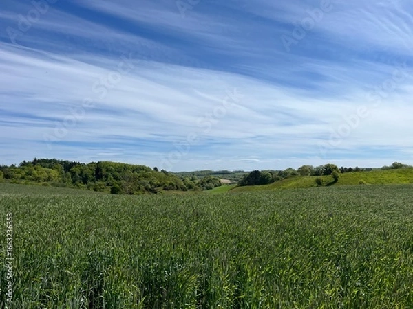 Fototapeta wheat field and blue sky