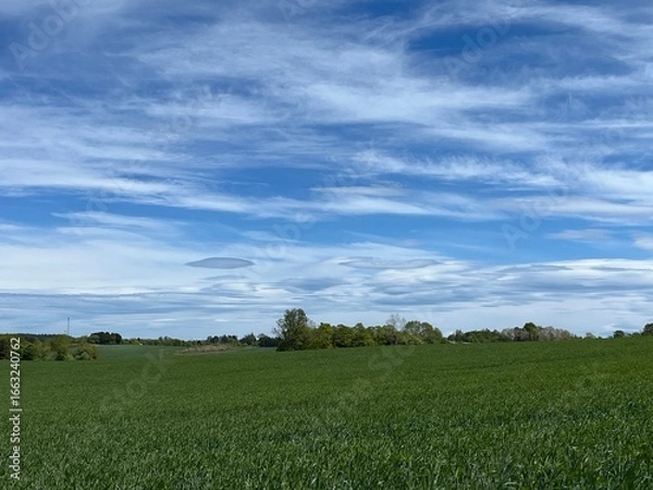 Fototapeta green grass and blue sky