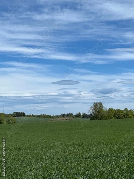 Fototapeta green grass and blue sky
