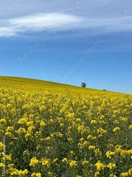Fototapeta rapeseed field and blue sky