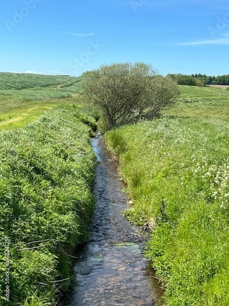 Fototapeta river in the field