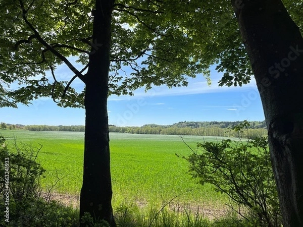 Fototapeta trees in the forest